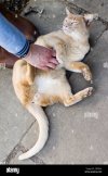 a-light-brown-cat-being-tickled-and-stroked-on-its-tummy-CN0KKA.jpg