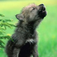 WolfLing